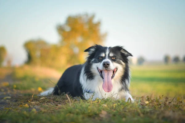 Border Collie Çimlerin Üzerinde Yatıyor Çok Çılgın Bir Köpek — Stok fotoğraf