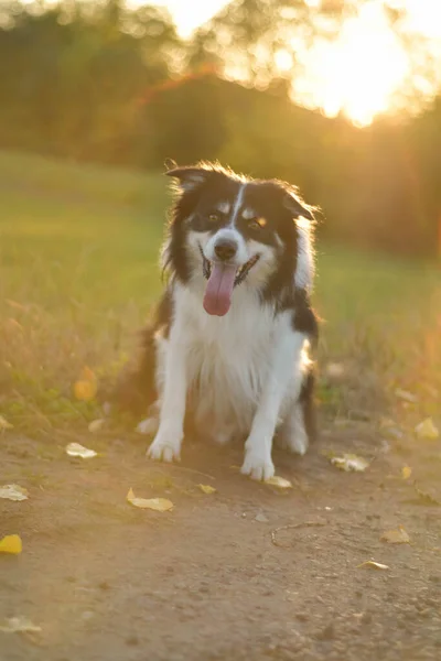 Border Collie Sitting Grass Crazy Dog Trip — Stock Photo, Image