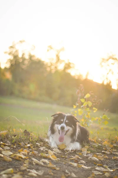 Collie Leży Trawie Taki Szalony Pies Wycieczce — Zdjęcie stockowe