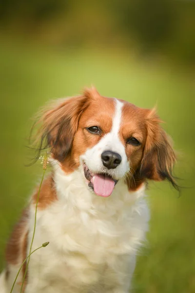 Πορτρέτο Του Σκύλου Kooikerhondje Είναι Τόσο Καλό Σκυλί — Φωτογραφία Αρχείου