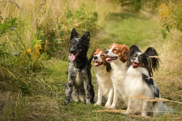 Портрет Четырех Собак Сидят Летней Природе — стоковое фото