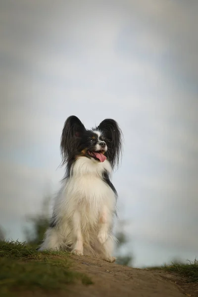 Papillon Sitting Grass Autumn Portret — Fotografia de Stock