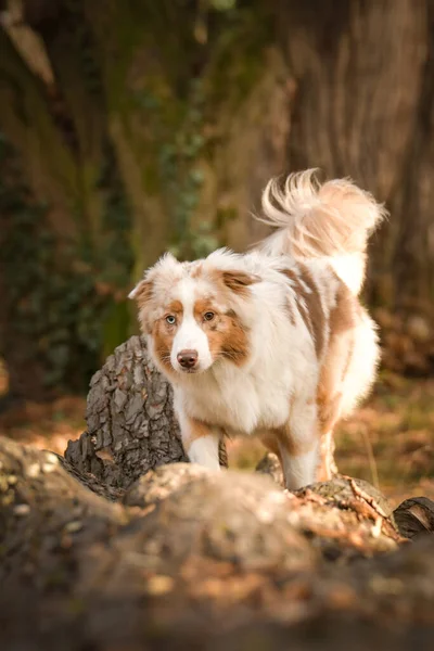 Australiska Herden Går Stocken Skogen Det Höstens Modul — Stockfoto