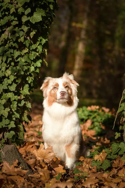 Australischer Schäferhund Sitzt Wald Ist Herbst — Stockfoto