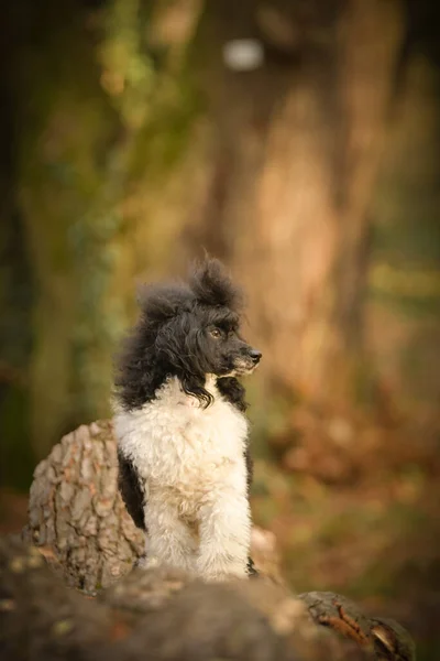 Poodle Está Pie Banco Tan Lindo Perro —  Fotos de Stock