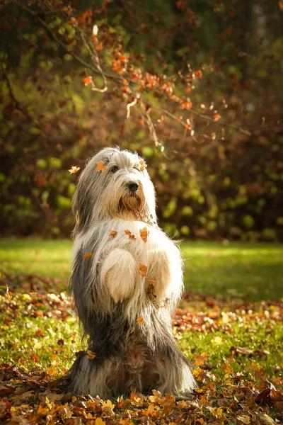 Bearded Collie Begging Forest Autumn Portret — Stockfoto