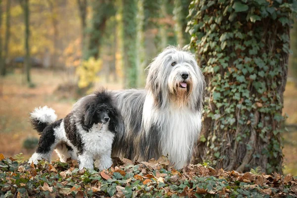 Bearded Collie Poodle Standing Leaves Nature Autumn Photo — Stockfoto