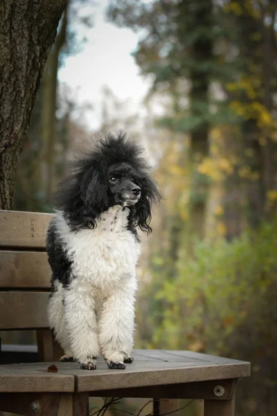 プールがベンチに立っている 彼はとてもかわいい犬だ — ストック写真