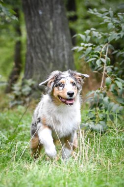 Avustralya çoban köpeğinin yavrusu doğada oturuyor. Parkın yaz doğası.
