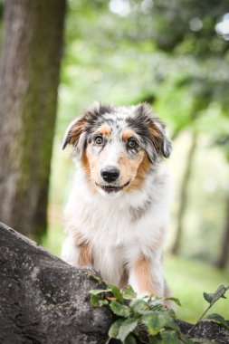 Avustralya çoban köpeğinin yavrusu doğada oturuyor. Parkın yaz doğası.