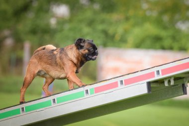 Köpek minyon brabancon testerede. Çeviklik konusunda inanılmaz bir köpek..
