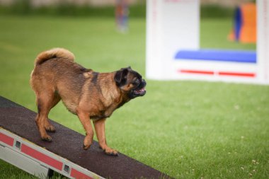 Köpek minyon brabancon testerede. Çeviklik konusunda inanılmaz bir köpek..