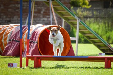 Jack Russel engellerin üzerinden atlıyor. Czech çeviklik özel eğitiminde harika bir gün.