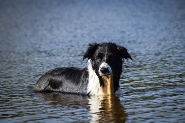Border collie gölde ağzında sopayla dikiliyor. Suyu seviyor..