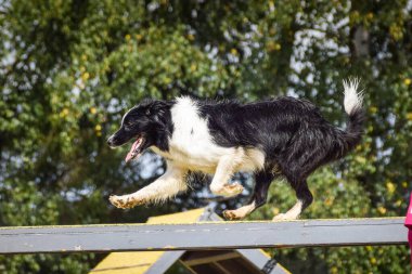 Black and white border collie is running in agility park on dog walk. She teachs new thing for competition. clipart