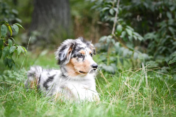 Welpe Des Australischen Schäferhundes Liegt Der Natur Sommerliche Natur Park — Stockfoto