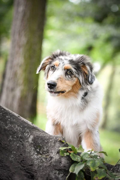 オーストラリアの羊飼いの子犬が自然の中に座っている 公園の夏の自然 — ストック写真