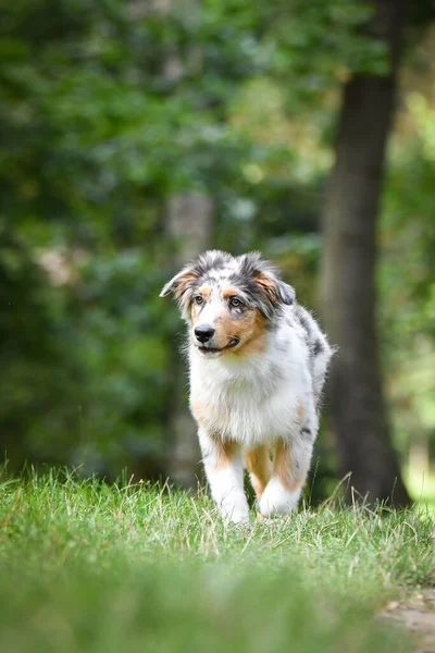 オーストラリアの羊飼いの子犬が自然の中で実行されています 公園の夏の自然 — ストック写真