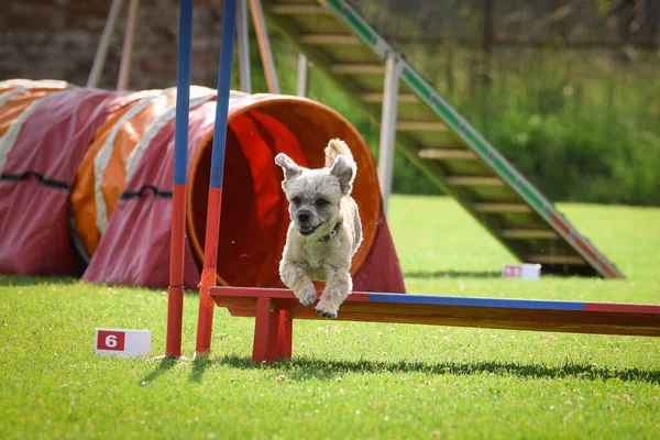 Köpek engellerin üzerinden atlıyor. Czech çeviklik özel eğitiminde harika bir gün.