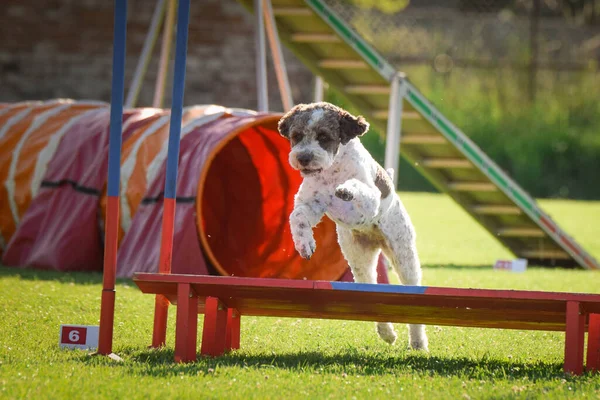 Perro Está Saltando Por Encima Los Obstáculos Increíble Día Agilidad — Foto de Stock