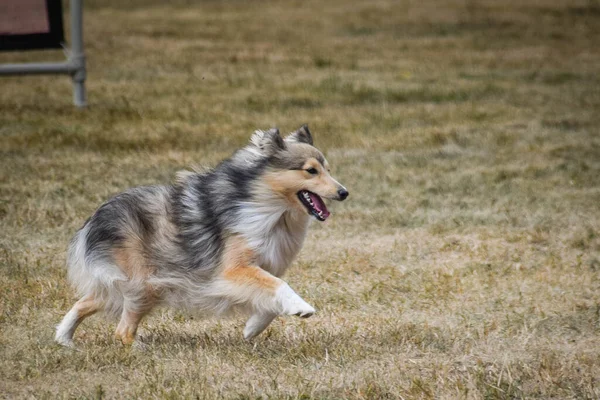 Sheltie Running Agility Park She Teachs New Thing Competition — Stockfoto