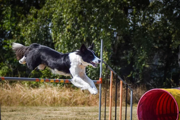 Hund Springt Über Die Hürden Toller Tag Beim Tschechischen Agility — Stockfoto