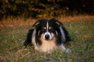 Border collie çimlerin üzerinde yatıyor. Yüzmek istiyor, bu yüzden ıslak ve kabarık..