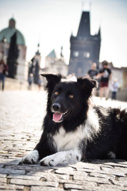 Border collie köprüde yatıyor. Prag 'ın merkezindeydi. Çok sabırlı bir model..