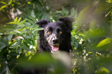 Üç renkli renkteki çoban köpeğinin güz yüzü yaprakların içinde çok tatlı. Çok güzel bir yüzü var..