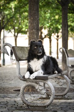 Sınır çobanı bankta yatıyor. Köpek Prag 'da şehir merkezinde..