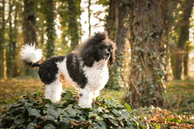 Kaniş yaprakların üzerinde duruyor. Çok tatlı bir köpek..