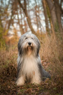 Sakallı çoban köpeği çiçeklerin arasında oturuyor. O doğada. Sonbahar fotoğrafı.