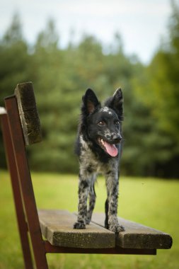Mudi yavrusu bankta duruyor. Köpek Prag 'da şehir merkezinde..