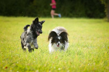 Papillon ve Mudi çimlerde koşuyor. Sonbahar portresi..