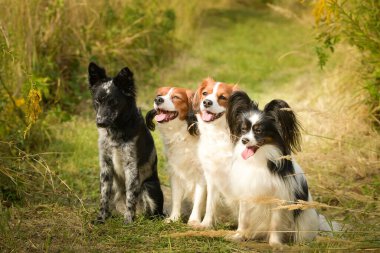 Dört köpeğin portresi. Yaz doğasında oturuyorlar..