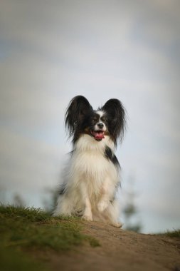 Papillon çimlerin üzerinde oturuyor. Sonbahar portresi..