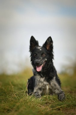 Mudi 'nin yavrusu yaz doğasında yatıyor. Çok güzel bir köpek..