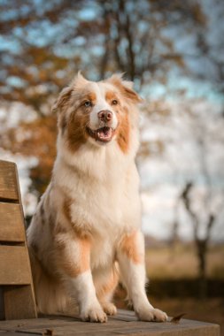 Avustralyalı çoban banlıkta oturuyor. Çok tatlı bir köpek..