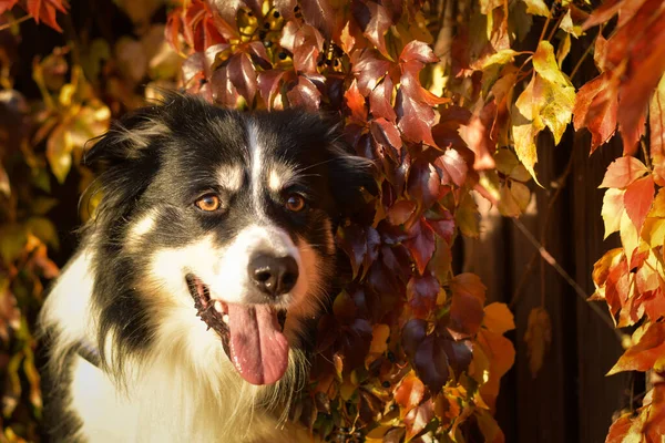 Autumn Head Tricolor Border Collie Cute Leaves Has Lovely Face — стоковое фото