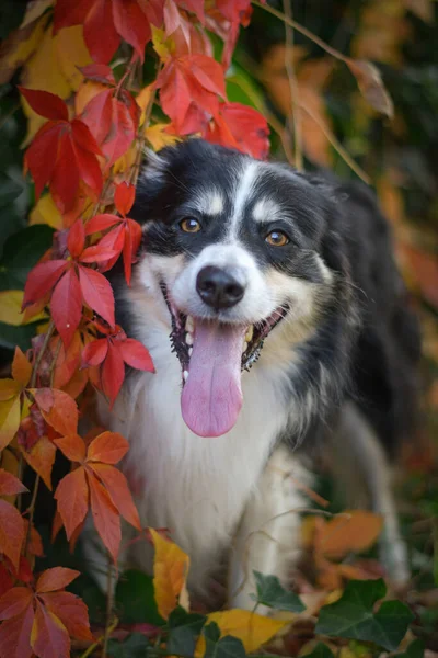 三色の境界線の秋の頭の衝突 彼は葉がとてもかわいい 素敵な顔をしてる — ストック写真