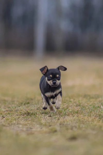 Cachorro Chihuahua Está Corriendo Hierba Tan Loco Perro Viaje —  Fotos de Stock