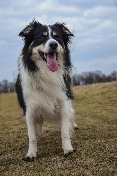 Border Collie Mezőn Áll Már Majdnem Sötét Van — Stock Fotó