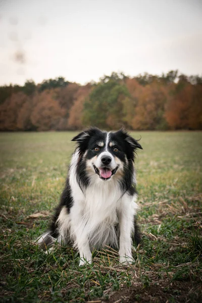 Border Collie Sitting Field Nature Happy — 图库照片