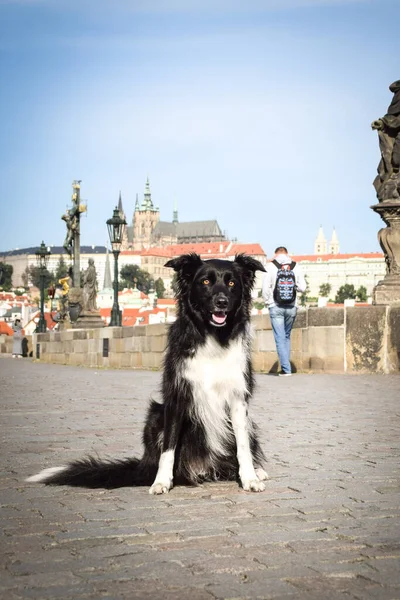 Border collie, Carls Köprüsü 'nde oturuyor. Prag 'ın merkezindeydi. Çok sabırlı bir model..