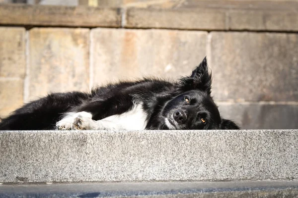 Border Collie Lying City Center Stairs She Center Prague She — Stockfoto
