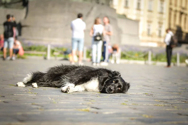 Border Collie Está Centro Ciudad Está Centro Praga Ella Tan — Foto de Stock