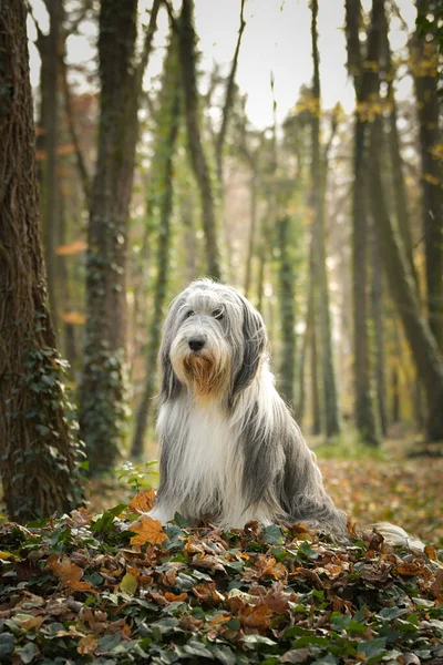 Bearded Collie Sitting Forest Autumn Portret — Stockfoto