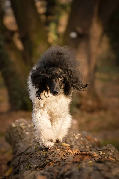 Poodle Registro Bosque Portret Otoño —  Fotos de Stock