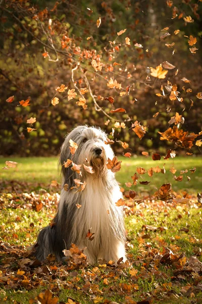 Bearded Collie Sitting Forest Autumn Portret — Stockfoto
