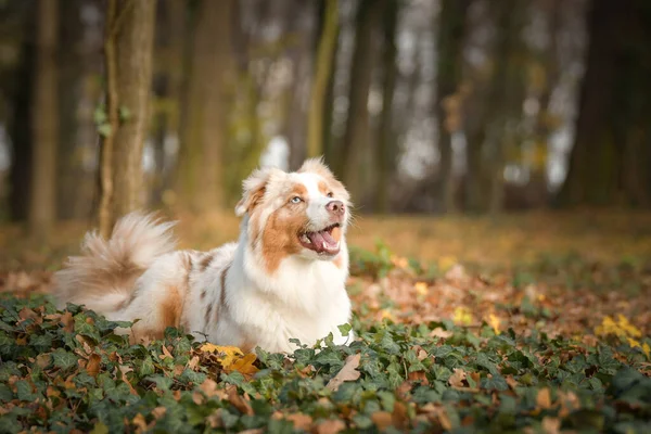 Australischer Schäferhund Liegt Den Blättern Wald Herbst Fotoshooting Park — Stockfoto